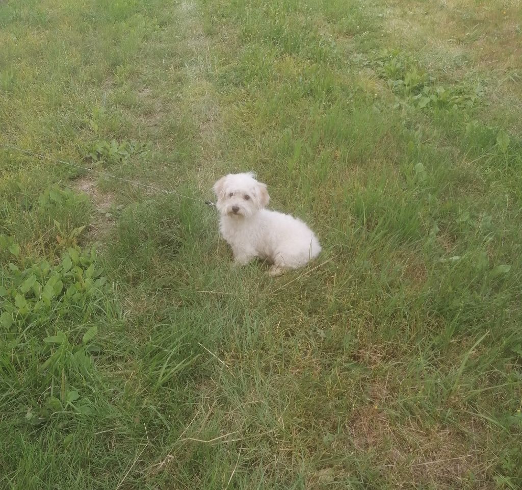 oxebo Pookie